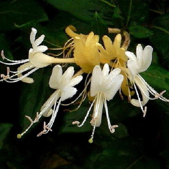 COPY - 6 Heirloom Honeysuckle Starter Plants - Picture 2 of 3
